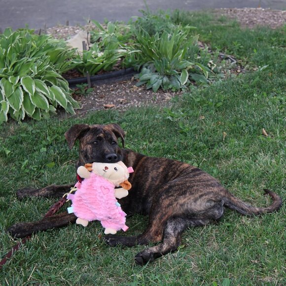 Soothers- Tabbie Lambie Dog Toy-Separation Anxiety Toys for Dogs, Stuffing Free, - Picture 4 of 9